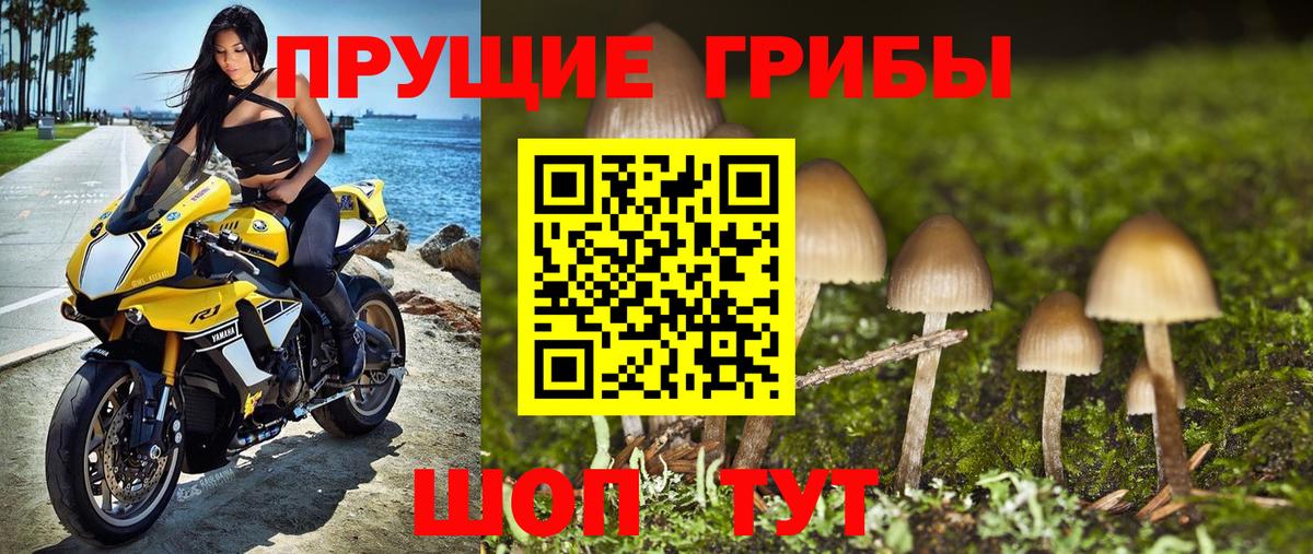 Псилоцибиновые грибы Cubensis Астрахань